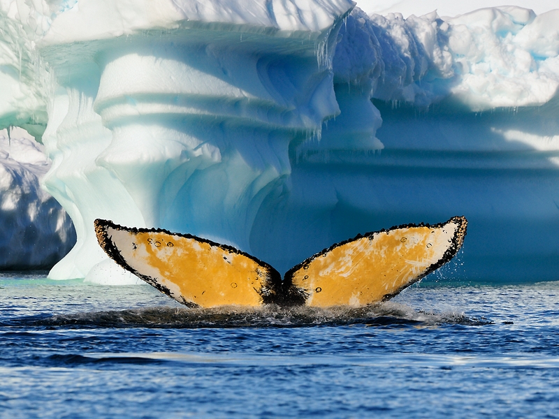 507 - ANTARCTICA 770 - KOEPF ACHIM - germany.jpg